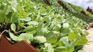 bafra ovasinda ihracata uygun sebze uretilecek d6Fu76Fz