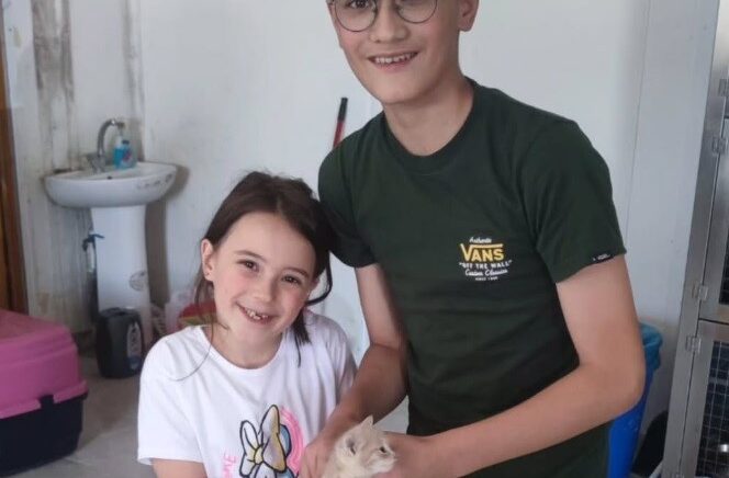 boluda 10 sahipsiz sokak hayvani yeni yuvasina kavustu rGQGbtt9