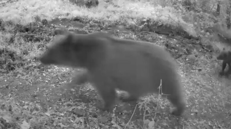 boluda anne ayi ve 3 yavrusu goruntulendi 3AsVGa2e