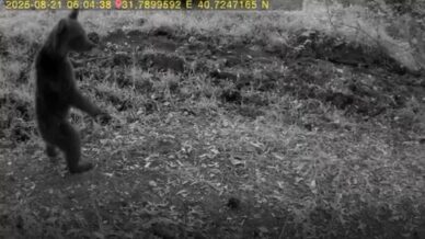 boluda anne ayi ve 3 yavrusu goruntulendi f2CuF6DU