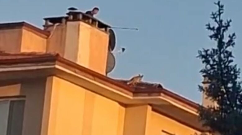 boluda ilginc anlar apartman catisina tilki cikti pLJXTdO2