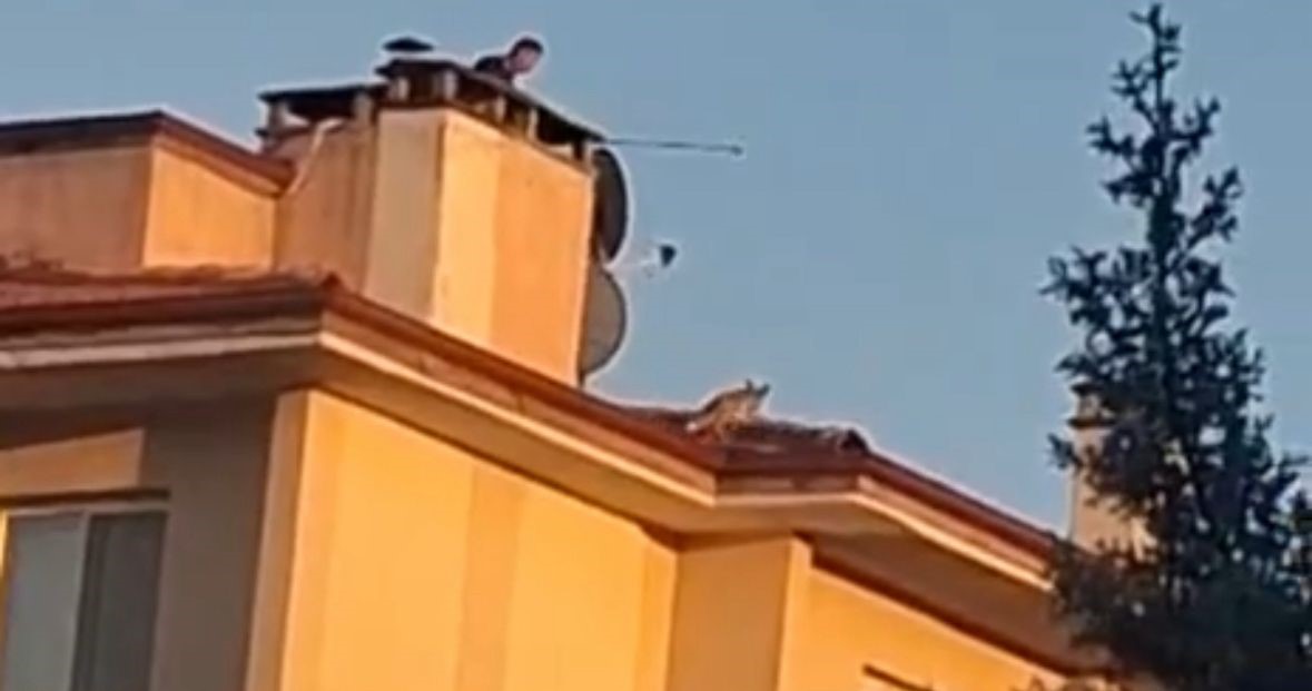 boluda ilginc anlar apartman catisina tilki cikti pLJXTdO2