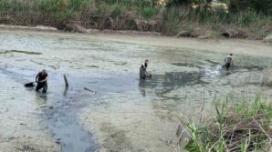 boluda kuruyan golette mahsur kalan baliklar kurtarildi CnnD4iJL