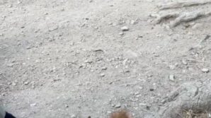 boluda piknikcilere surpriz ziyaret sincabi elleriyle beslediler mugnVrXT