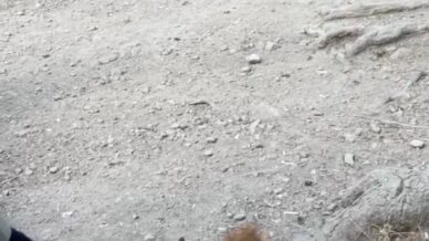 boluda piknikcilere surpriz ziyaret sincabi elleriyle beslediler mugnVrXT