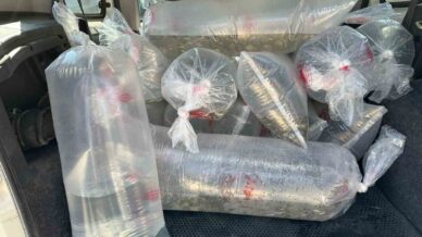 boluda uretilen yavru sazanlar turkiyenin dort bir yanina gonderildi TgNNxEHb