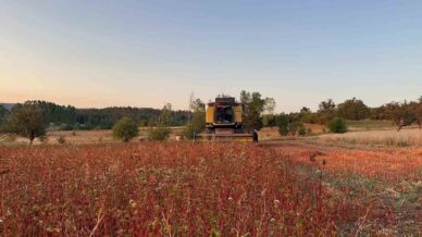 colyak hastalarinin besin kaynagi karabugdayin hasadi basladi CANjwTOq