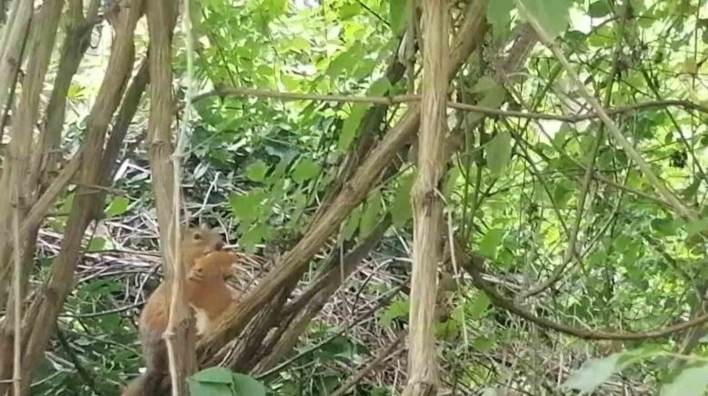 davetsiz misafire boyle seslendi sincap kardes ekmegimi niye caldin wmiF59wg