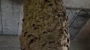 dev ari yuvasi gorenleri sasirtti OdnF7GGX