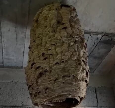 dev ari yuvasi gorenleri sasirtti OdnF7GGX