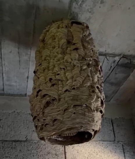 dev ari yuvasi gorenleri sasirtti OdnF7GGX