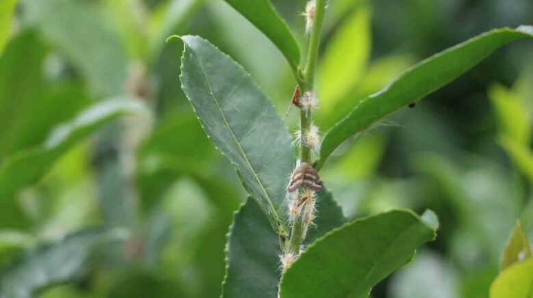 dogu karadenizin korkulu ruyasi vampir kelebekler yeniden ortaya cikti GDQkUIdf