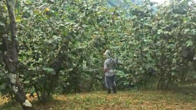 drakula bahceleri kuruttu 4 bin 100 dekar alandaki findik agaclari sokuldu Fttxmk7T