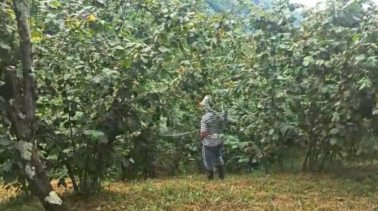 drakula bahceleri kuruttu 4 bin 100 dekar alandaki findik agaclari sokuldu Fttxmk7T