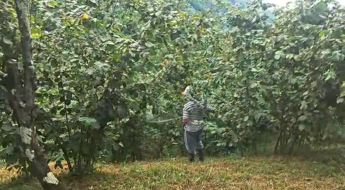 drakula bahceleri kuruttu 4 bin 100 dekar alandaki findik agaclari sokuldu
