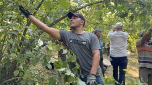 duzcede findik hasadi basladi rjQB3sjf