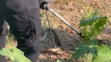 evin bahcesinde korkutan yilani itfaiye yakaladi pRXxOlJC