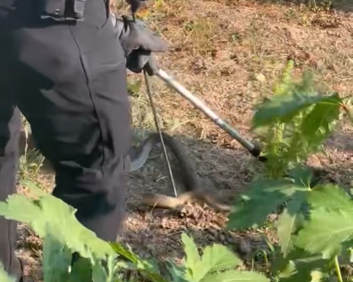 evin bahcesinde korkutan yilani itfaiye yakaladi