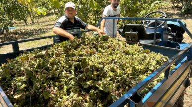 findik hasadi basladi tirpan ucretleri rekor kirdi zDMjFglv