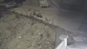 gumushanede ayi kedilere birakilan mama kabina dadandi Dp8PzOt8