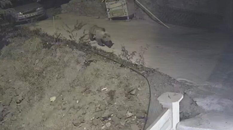 gumushanede ayi kedilere birakilan mama kabina dadandi Dp8PzOt8