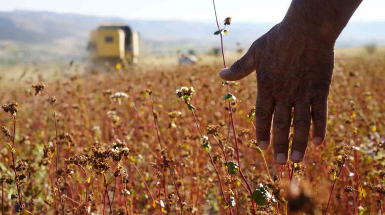 gumushanede karabugday hasadi basladi fGSWuhby