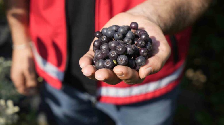 gumushanede super meyve aronya yuksek verime ulasti c5Xmnbs1