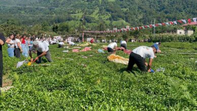 guneyden antepin zilgiti ve kuzeyden artvinin tulum sesi caylikta bulustu nXHNSf98