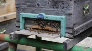 kafkas arisinin gen merkezinde bal hasadi gerceklesti HRQ6TFD6