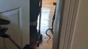 karabukte eve giren yilan itfaiye ekiplerince yakalanarak dogaya salindi 9Ofkjrcy