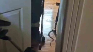 karabukte eve giren yilan itfaiye ekiplerince yakalanarak dogaya salindi 9Ofkjrcy