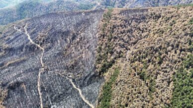 karabukte yangin sonrasi ormanlar hazan rengine burundu PFNn3Lbp