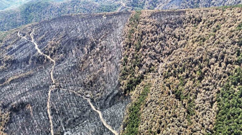 karabukte yangin sonrasi ormanlar hazan rengine burundu PFNn3Lbp