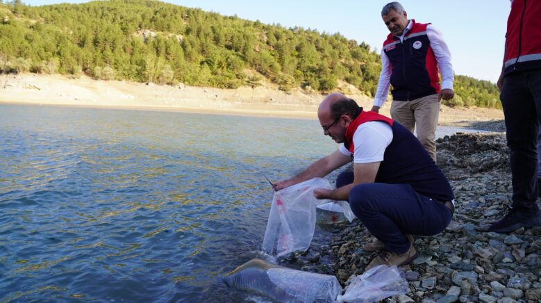 kastamonuda baraj ve goletlere 656 bin yavru sazan baligi salindi Ja1VuMnG