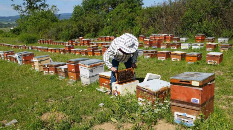kastamonuda kestane balinda uretim sezonu sona erdi rekolte her yil azaliyor 48W77REc