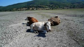 kurakligin en aci goruntusu ladik golunde inekler otlamaya basladi ZKQ6iStN