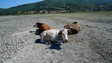 kurakligin en aci goruntusu ladik golunde inekler otlamaya basladi ZKQ6iStN