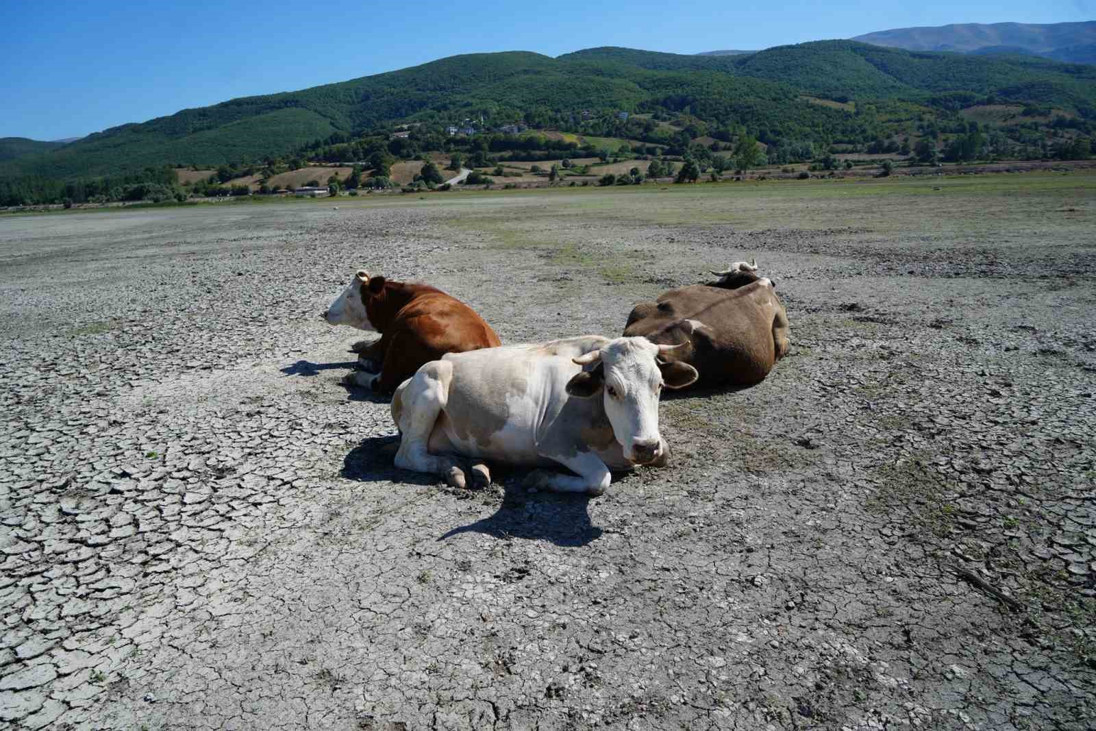 kurakligin en aci goruntusu ladik golunde inekler otlamaya basladi ZKQ6iStN