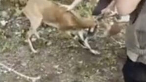 milli parklarin fendi dag kecisinin inadini yendi UC3jW7Vz