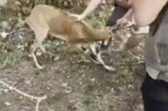 milli parklarin fendi dag kecisinin inadini yendi UC3jW7Vz