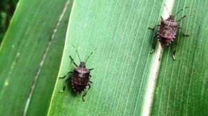 misirda kahverengi kokarca ilaclama zamani OhsJ7O8n