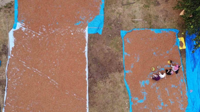 orduda findik ureticilerinin zorlu kurutma ve secme mesaisi NfGX6tuJ