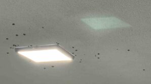 rizede bahcelerden sonra evlerde vampir kelebek istilasi rALZGUSN