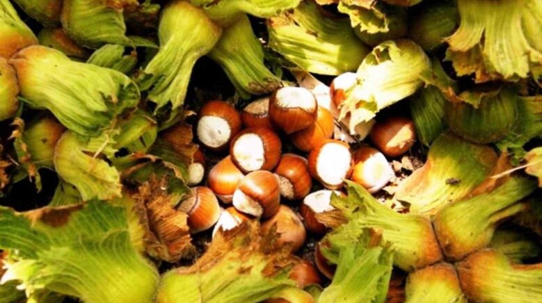 samsunda findik hasadi basladi file yontemi maliyeti dusuruyor kaliteyi artiriyor 3xV5FNLH