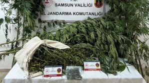 samsunda jandarma kenevir ve kubar esrar ele gecirdi OSZLTHwV