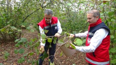 samsunda zirai don findik rekoltesini dusurdu 9B2193dr