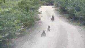 seyir halindeki aracin onune cikan ayi ve yavrulari kamerada uL1bgjEi