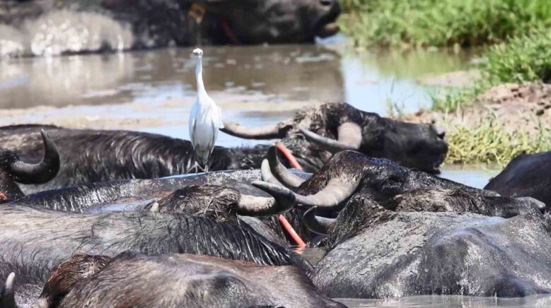 sicaktan bunalan mandalarin deltadaki serinleme keyfi objektiflere yansidi iwmcQgnP