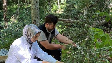 simsir guvesine karsi biyolojik mucadele 5 bin faydali bocek salindi mYBpluuD