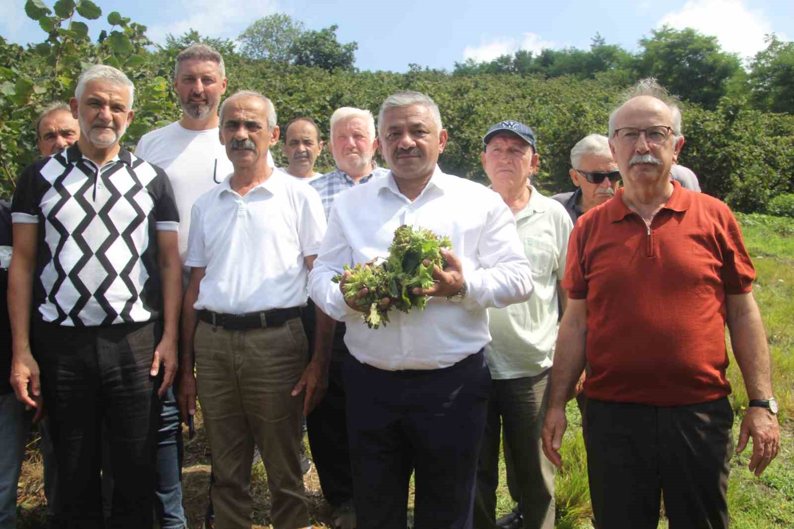 soydan ureticiler kontrollu hareket ederse findik fiyatlari taban fiyatin uzerine cikar DLcKPW1a